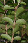 Crapemyrtle